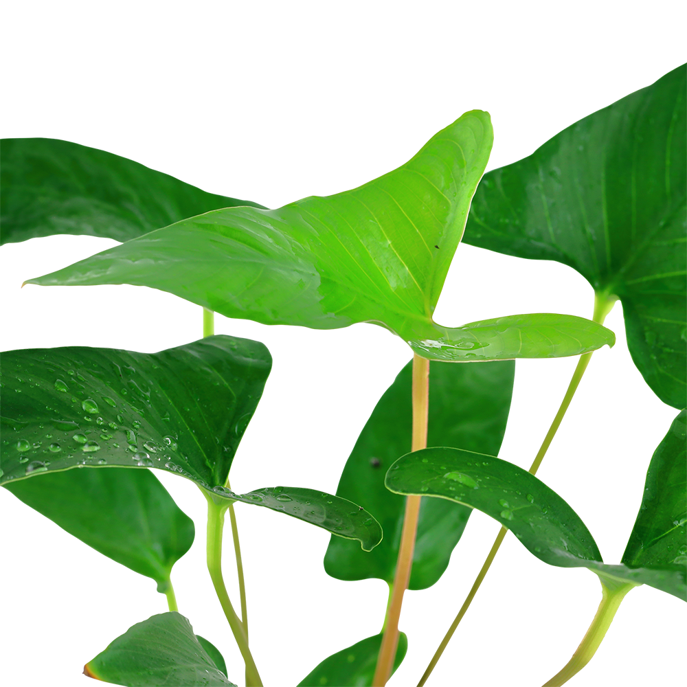 Anubias gracilis - Efeublättriges Speerblatt - im Topf Anubias gracilis - Efeublättriges Speerblatt - im Topf