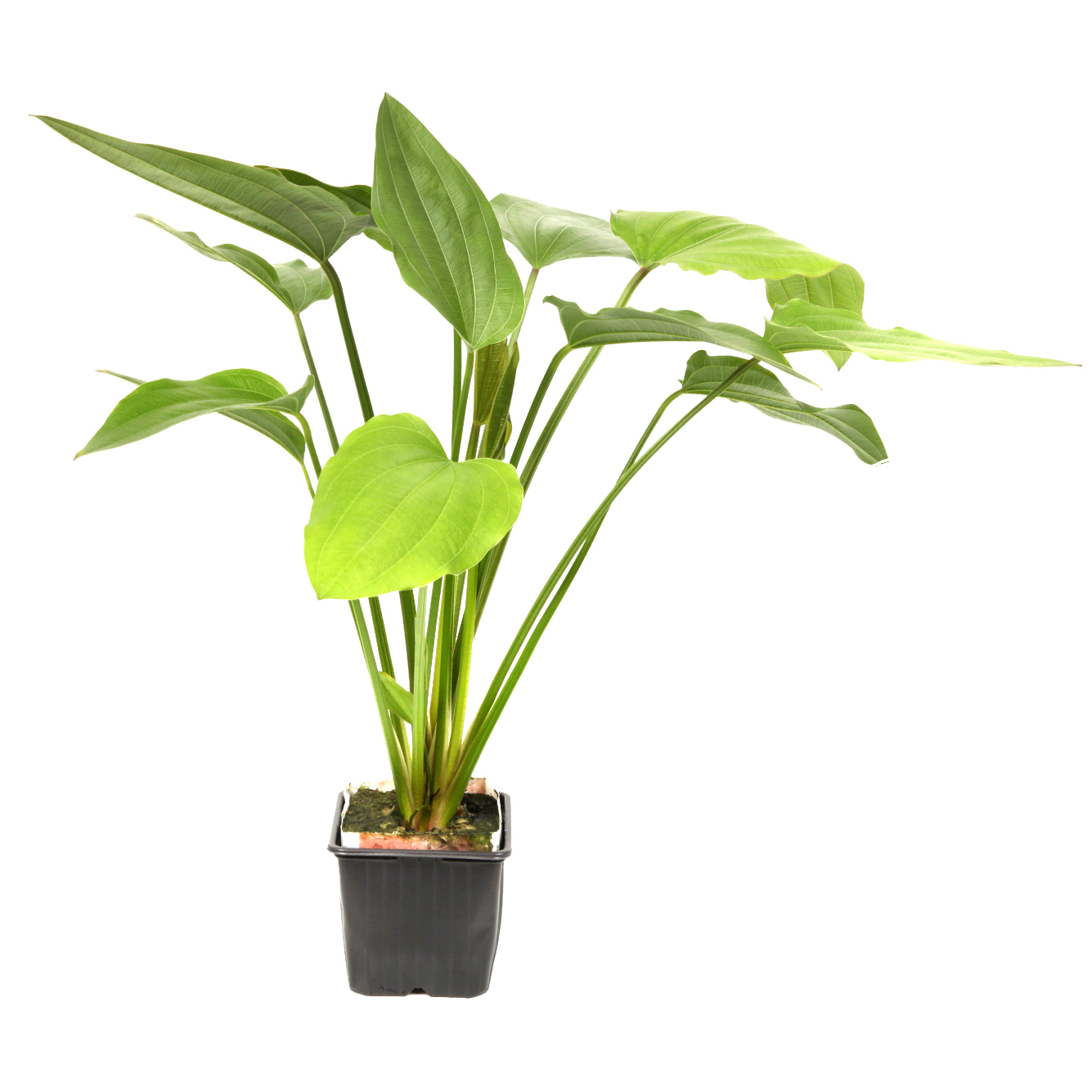 Echinodorus palifolius - Steifblättriger Froschlöffel - Mutterpflanze im XL-Topf