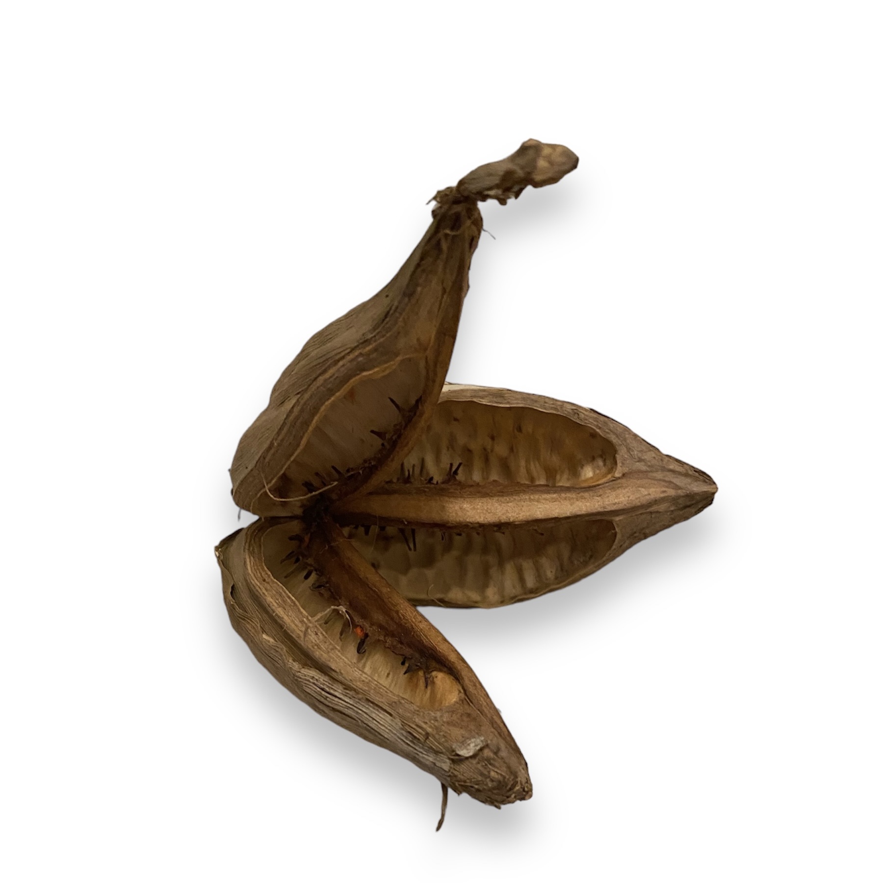 Sororoca Blume 9-14 cm