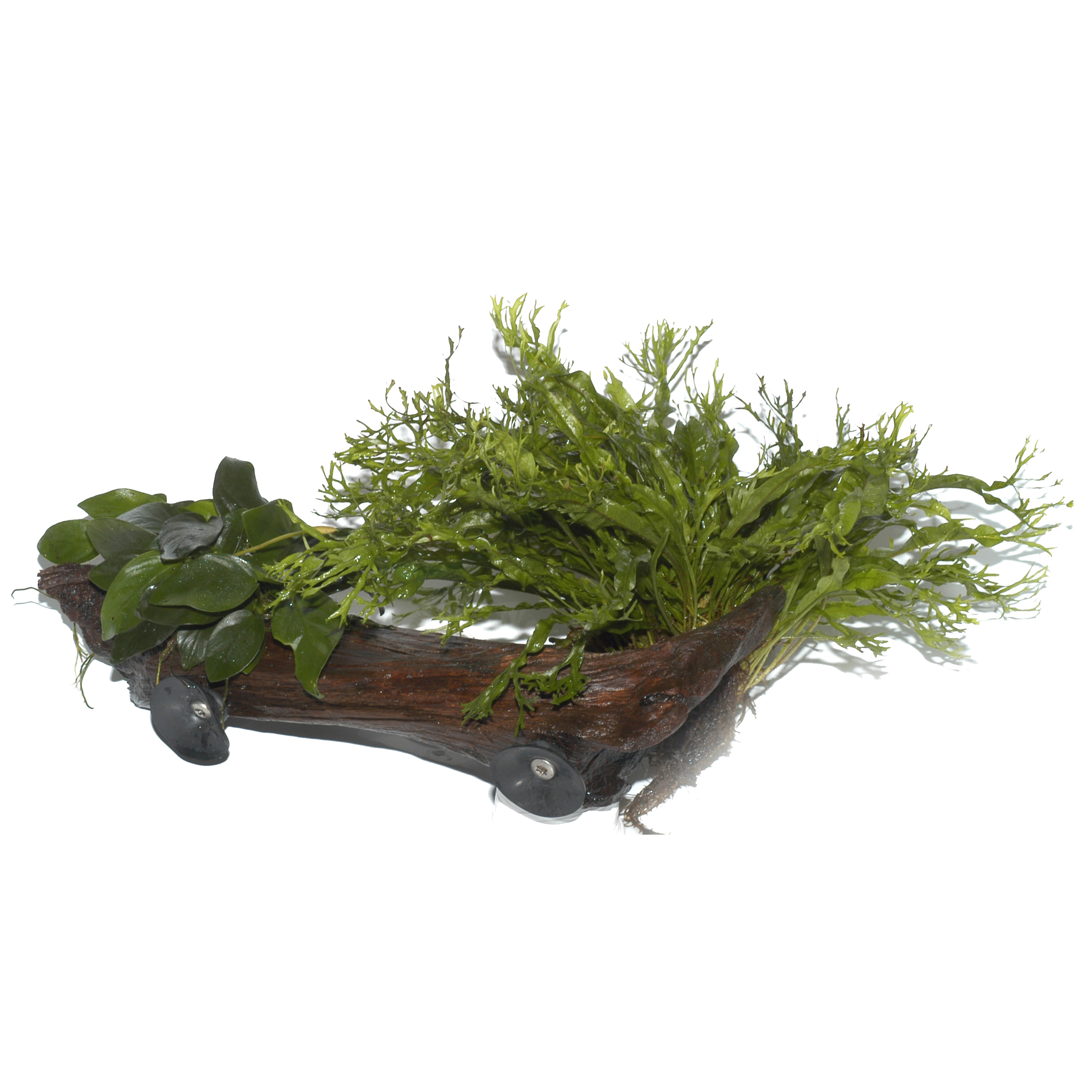 Microsorum sp.auf Wurzel mit Sauger