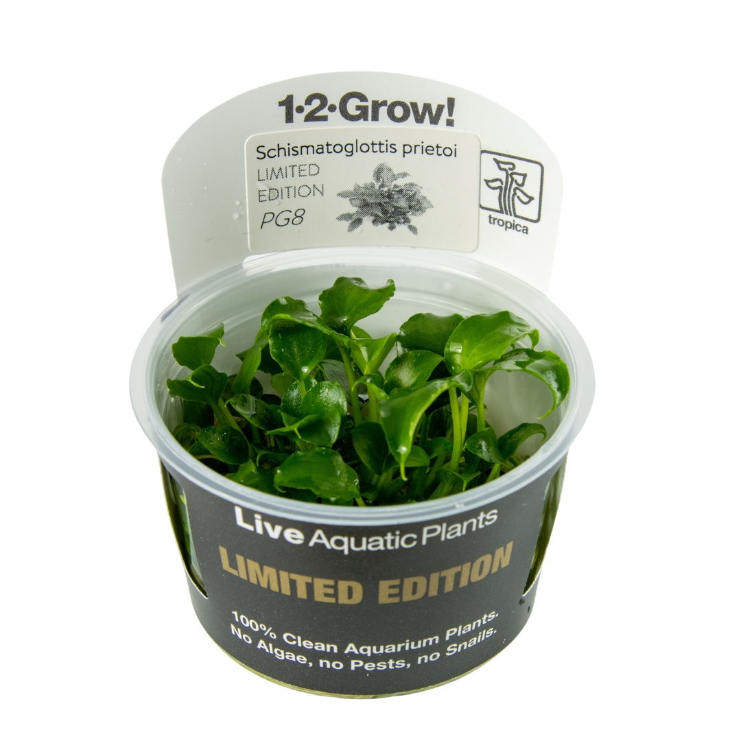 Tropica Schismatoglottis prietoi | In-Vitro - Limited Edition 1-2-Grow! Tropica Schismatoglottis prietoi | In-Vitro - Limited Edition 1-2-Grow!