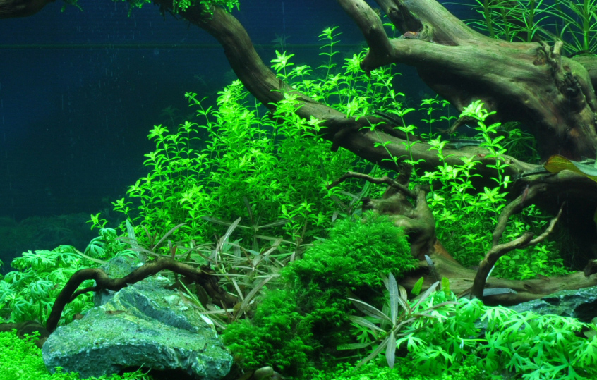 Tropica - Hemianthus micranthemoides - Quirlblättriges Perlenkraut - in Vitro