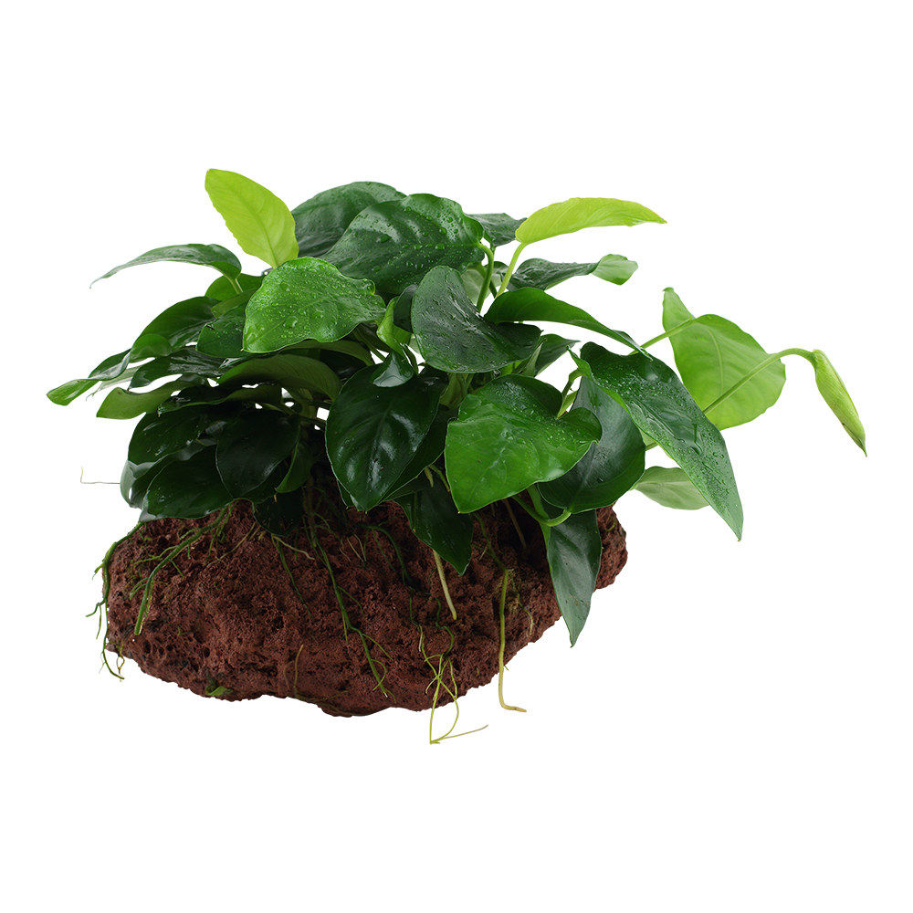 Anubias barteri var. nana - auf Lavastein Anubias barteri var. nana - auf Lavastein