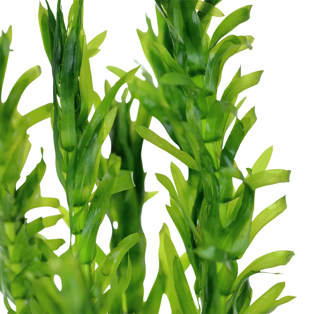 Egeria densa - Dichtblättrige Wasserpest - im Bund Egeria densa - Dichtblättrige Wasserpest - im Bund