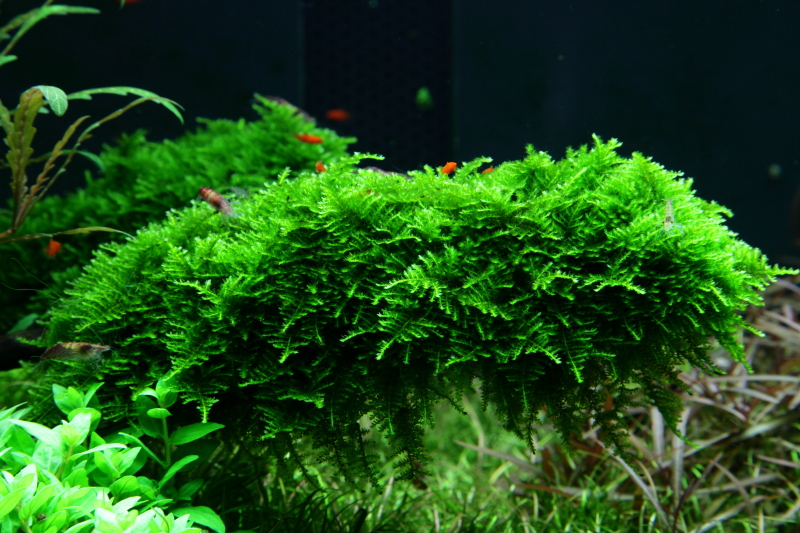 Vesicularia montagnei 'Christmas Moss' - Portion