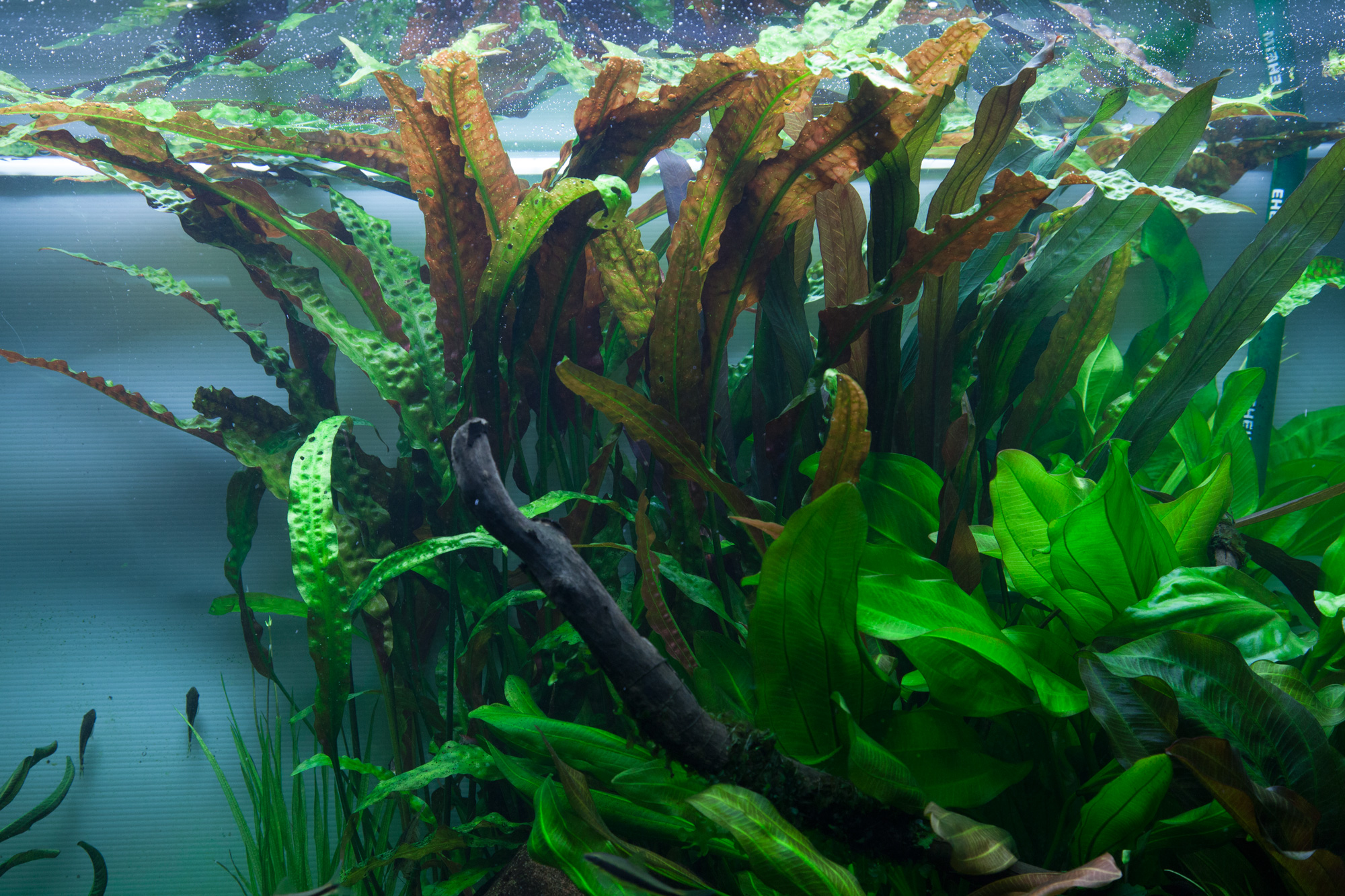 Tropica - Cryptocoryne usteriana - Riesen-Wasserkelch - im Topf Tropica - Cryptocoryne usteriana - Riesen-Wasserkelch - im Topf