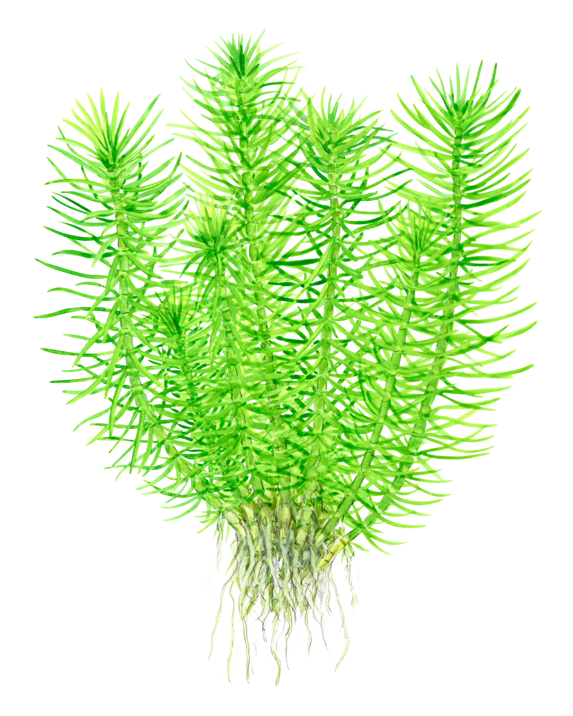 Pogostemon erectus deccanensis - Indische Sternpflanze - in Vitro