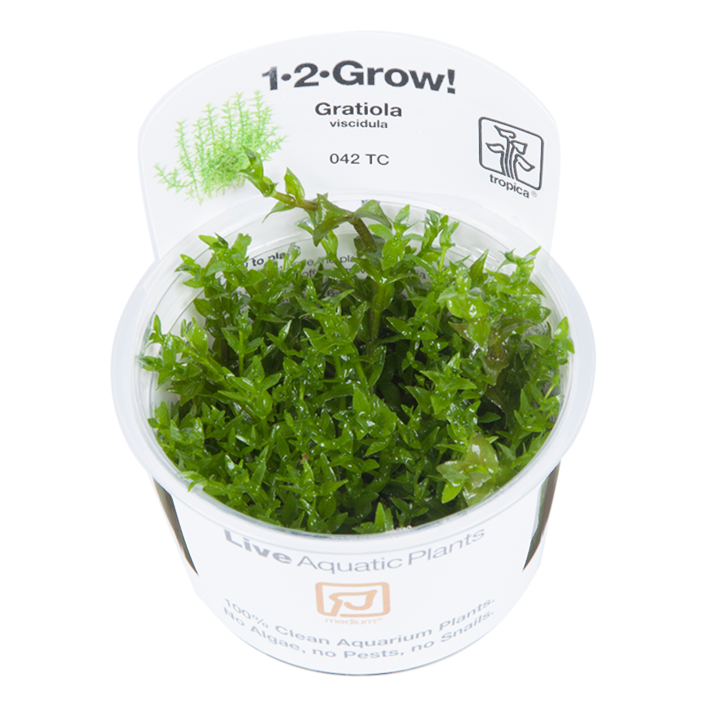 Tropica - Gratiola viscidula - Klebriges Gnadenkraut - in Vitro Tropica - Gratiola viscidula - Klebriges Gnadenkraut - in Vitro