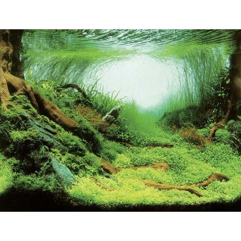 Aqua Nova Aquarium Hintergrund Folie Plants/Ocean S - 60x30 cm Aqua Nova Aquarium Hintergrund Folie Plants/Ocean S - 60x30 cm