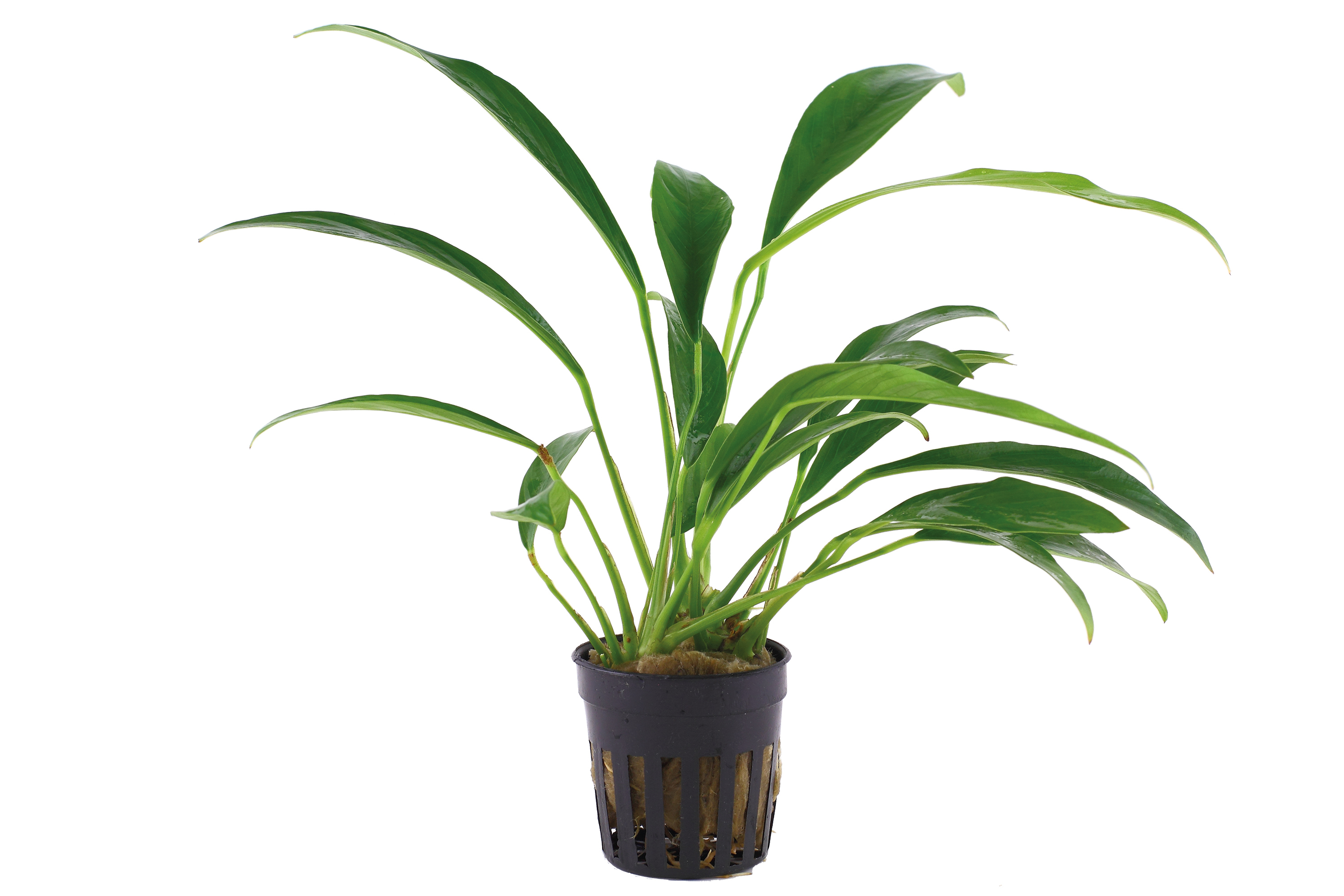 Anubias barteri var. angustifolia - Schmalblättriges Speerblatt - im Topf Anubias barteri var. angustifolia - Schmalblättriges Speerblatt - im Topf