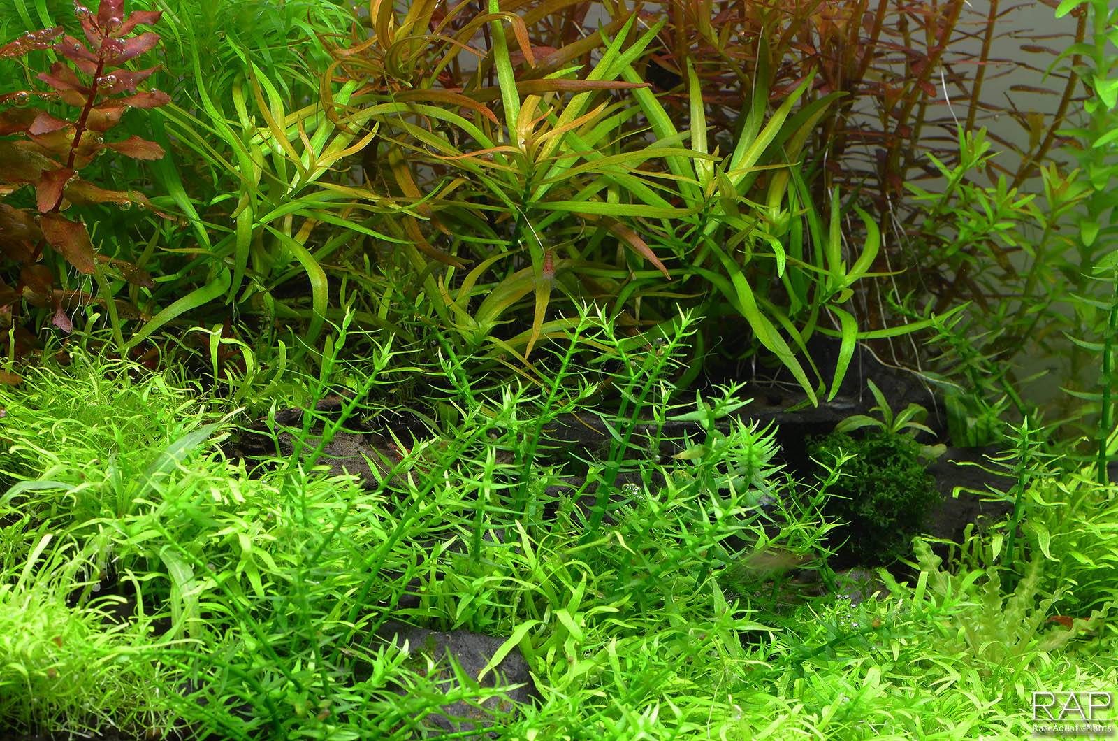 Tropica - Gratiola viscidula - Klebriges Gnadenkraut - in Vitro Tropica - Gratiola viscidula - Klebriges Gnadenkraut - in Vitro