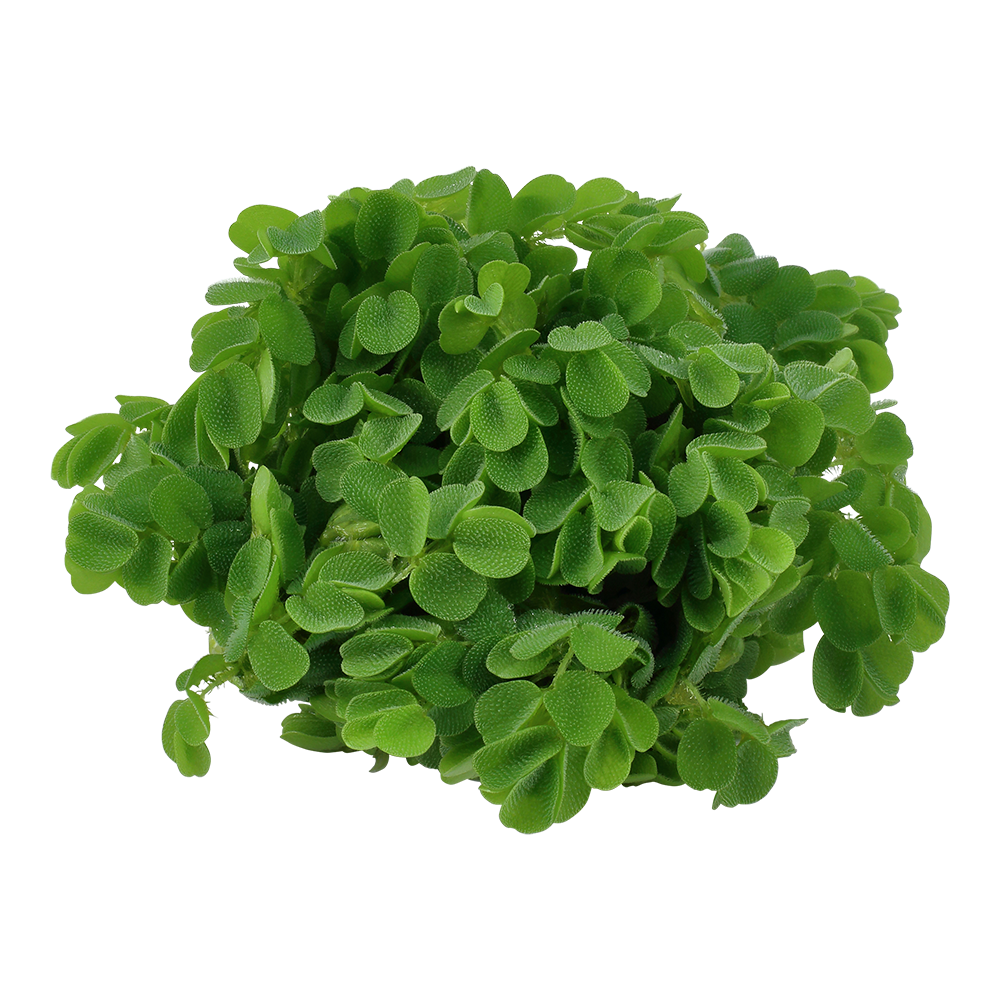 Salvinia auriculata - Kleinohriger Schwimmfarn Büschelfarn - in Vitro Salvinia auriculata - Kleinohriger Schwimmfarn Büschelfarn - in Vitro