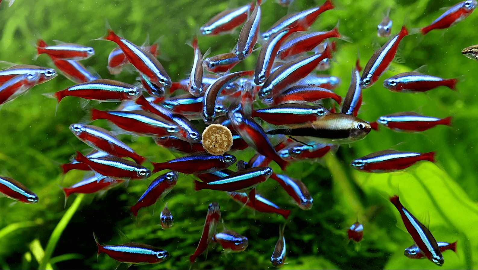 NatureHolic NipTabs Energy Complete - Hafttabletten Aquarium NatureHolic NipTabs Energy Complete - Hafttabletten Aquarium