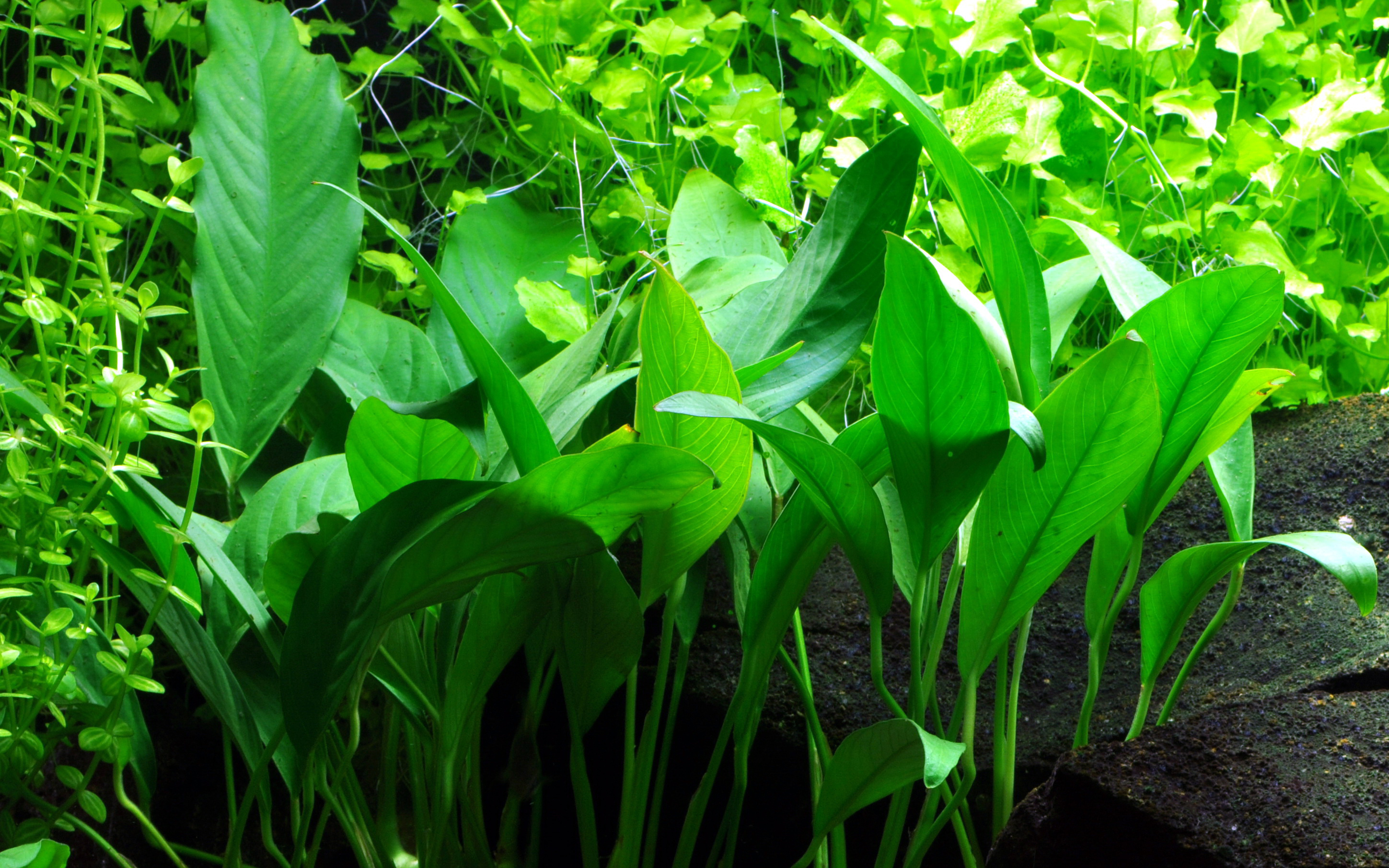Anubias barteri var. angustifolia - Schmalblättriges Speerblatt - im Topf Anubias barteri var. angustifolia - Schmalblättriges Speerblatt - im Topf