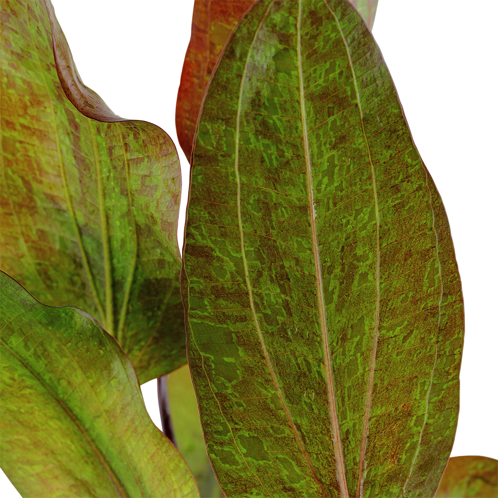 Echinodorus 'Ozelot' - Ozelot-Schwertpflanze - im Topf Echinodorus 'Ozelot' - Ozelot-Schwertpflanze - im Topf