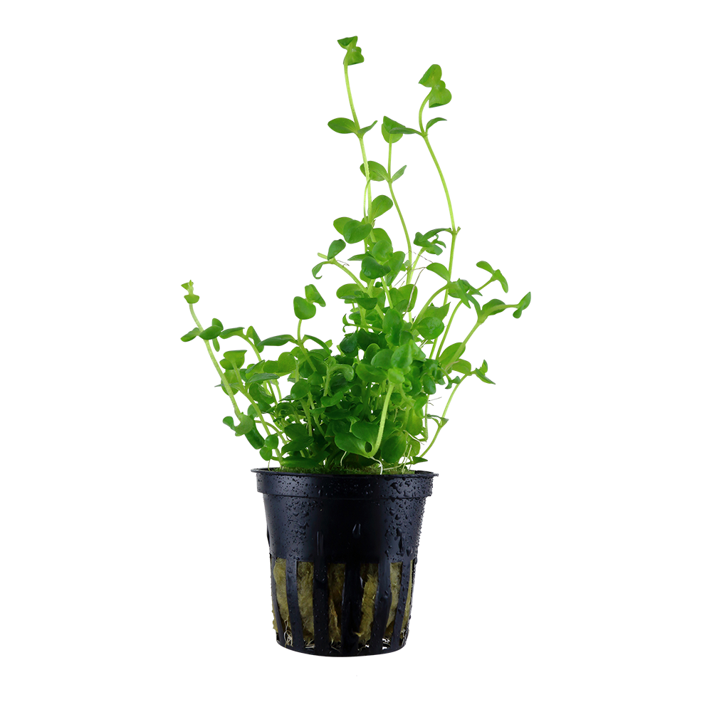 Bacopa australis - Südliches Fettblatt - im Topf Bacopa australis - Südliches Fettblatt - im Topf