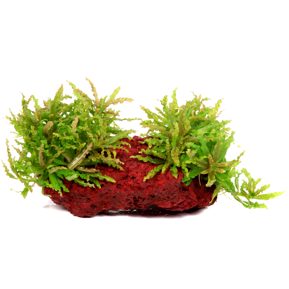 Pogostemon helferi - Kleiner Wasserstern - auf Lavastein