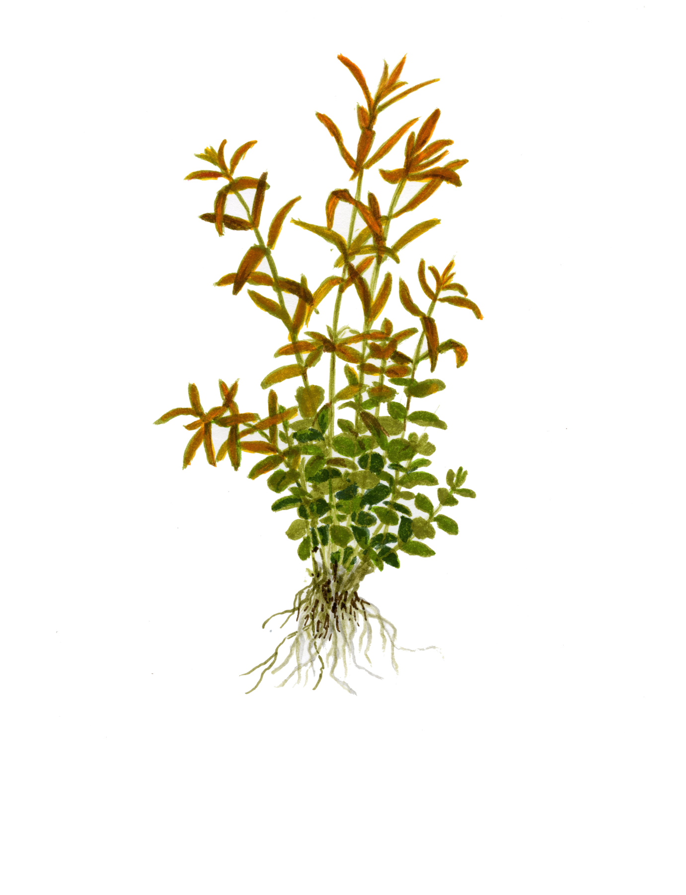 Rotala rotundifolia - Rundblättrige Rotala - Mini-Topf in Einzelverpackung