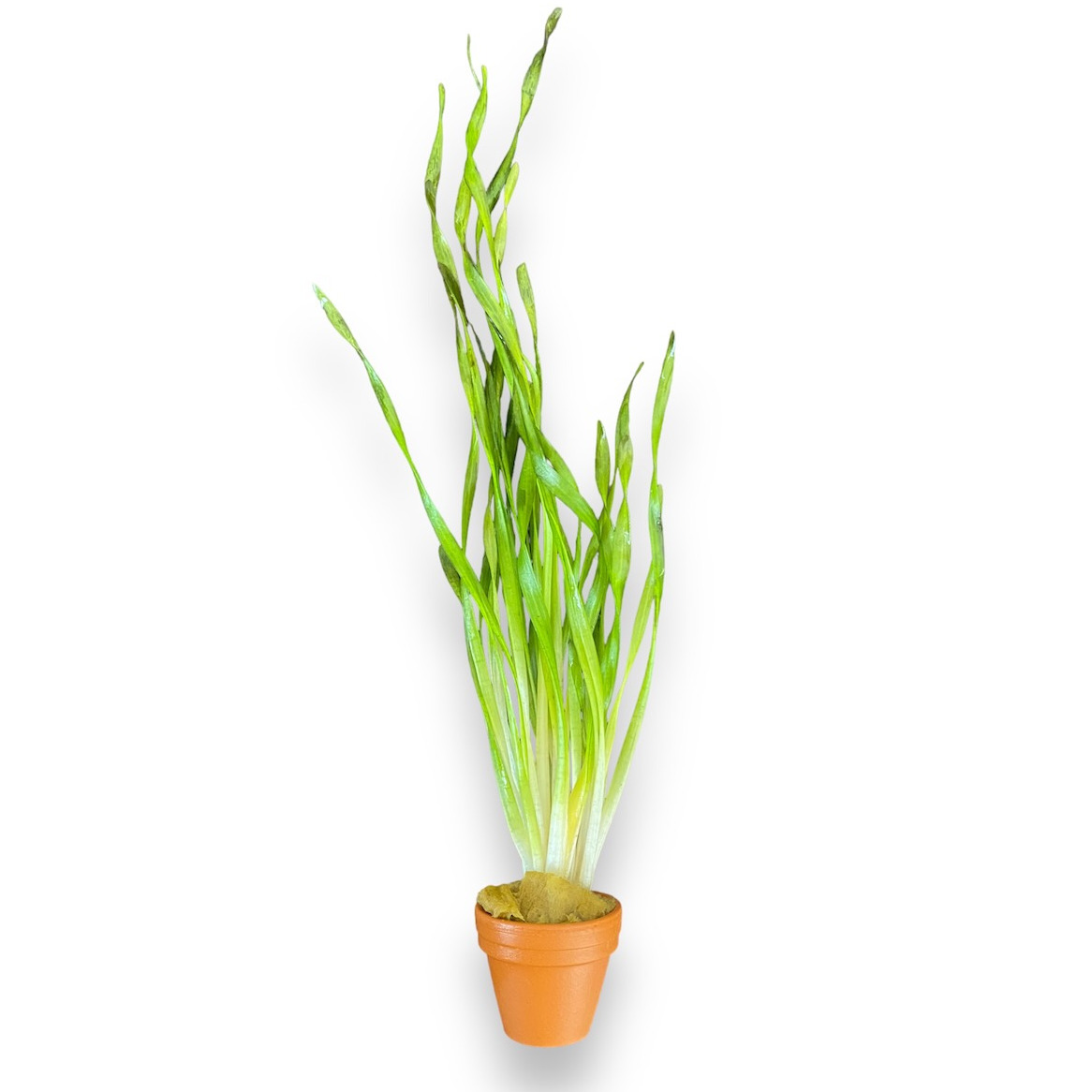 Vallisneria spiralis 'Torta' - Kleine geschraubte-Vallisnerie - im Bund