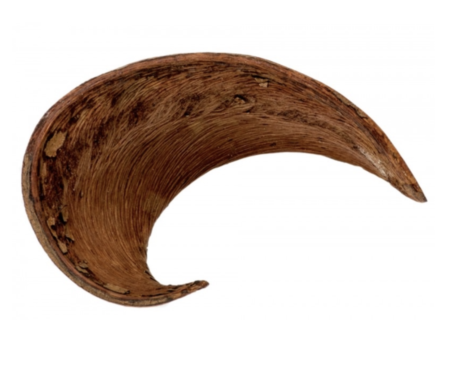 Hornschote natur ca. 10-12cm