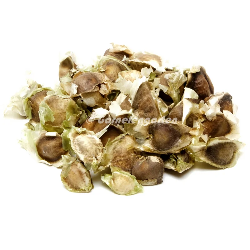 Moringa oleifera Samen 5 Stück Moringa oleifera Samen 5 Stück