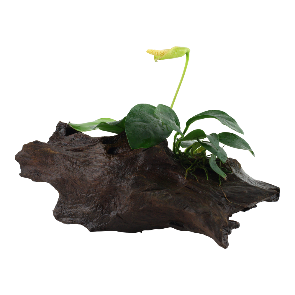 Anubias barteri var. nana - auf Wurzel Anubias barteri var. nana - auf Wurzel