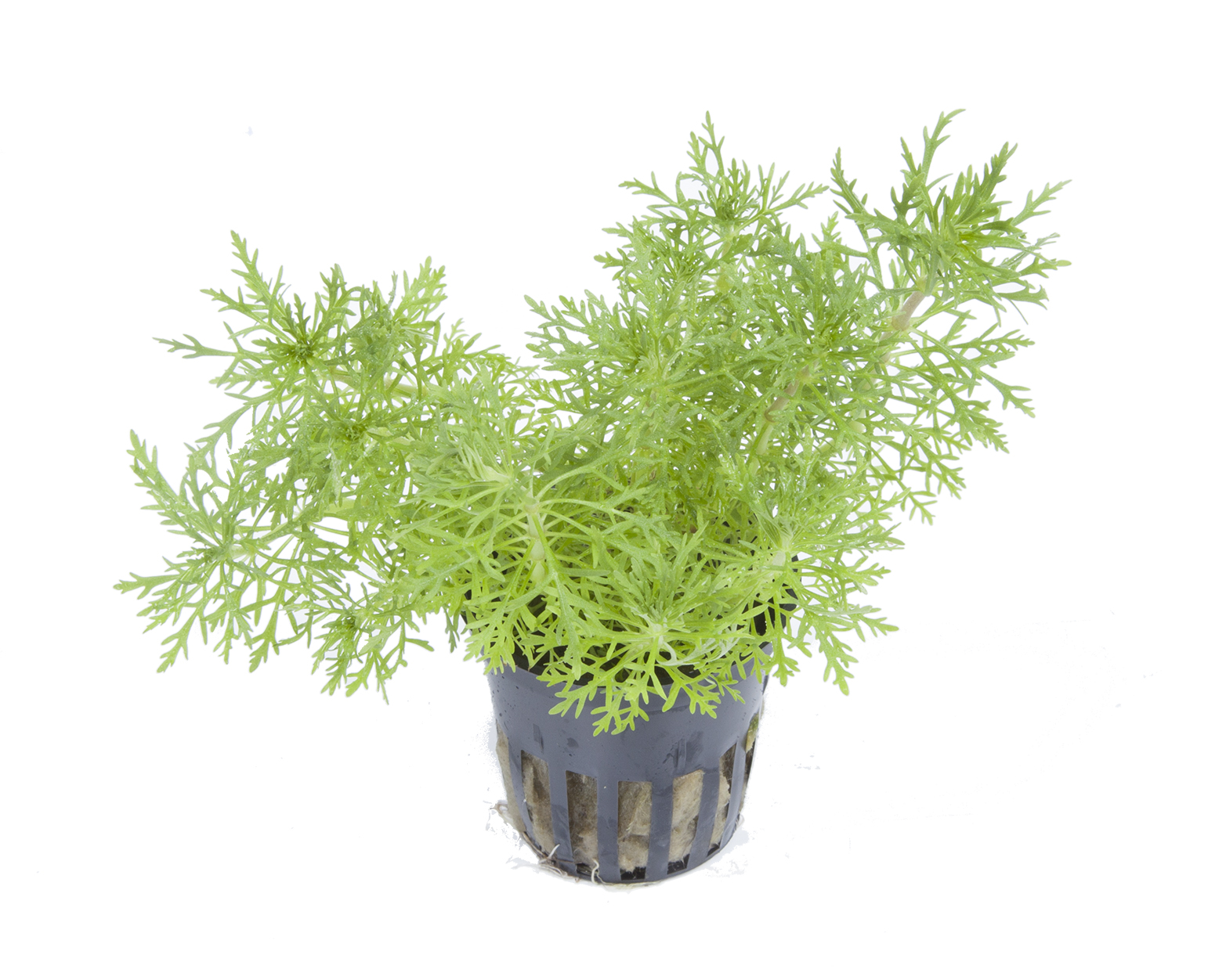 Limnophila aquatica - Wasser-Sumpffreund Limnophila aquatica - Wasser-Sumpffreund