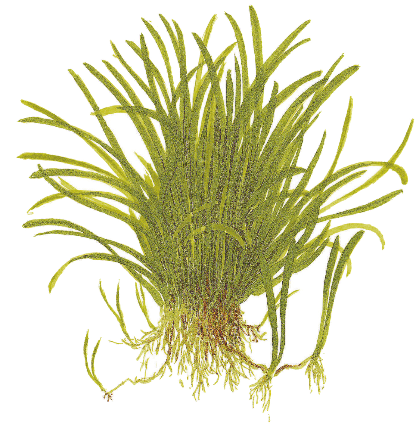 Tropica - Lilaeopsis brasiliensis - Brasilianische Graspflanze - in Vitro