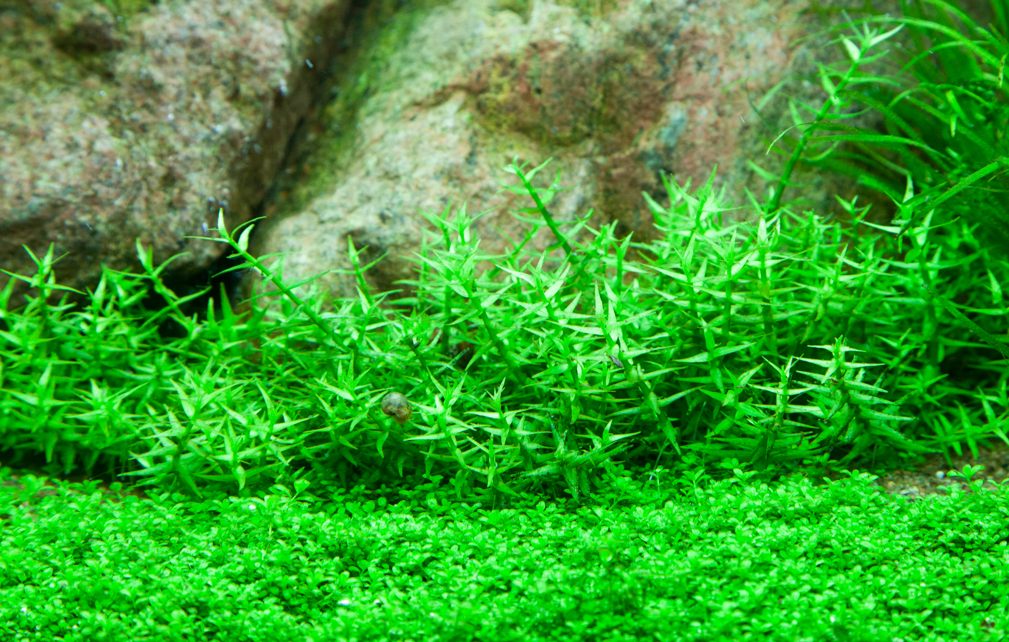 Tropica - Gratiola viscidula - Klebriges Gnadenkraut - in Vitro Tropica - Gratiola viscidula - Klebriges Gnadenkraut - in Vitro