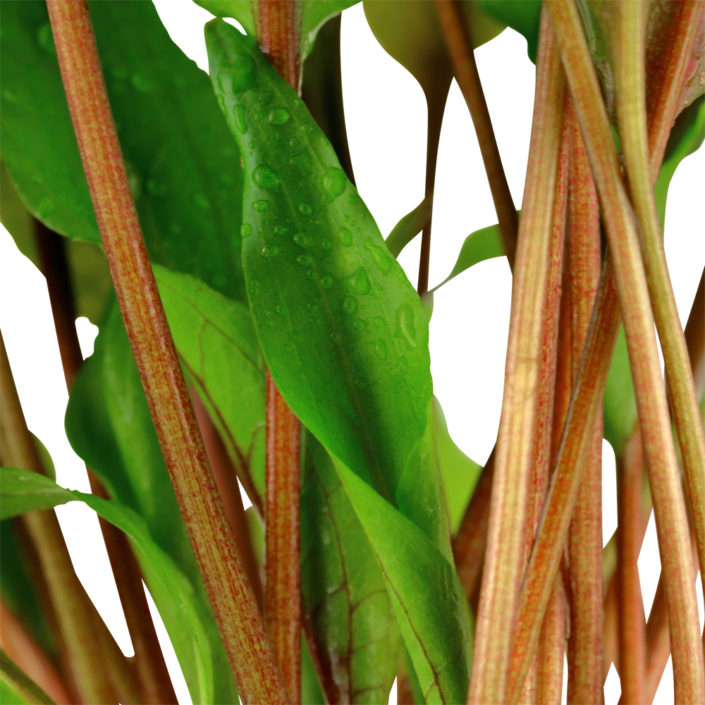 Cryptocoryne undulata 'Broad Leaves' - Breitblättriger Gewellter Wasserkelch - im Topf Cryptocoryne undulata 'Broad Leaves' - Breitblättriger Gewellter Wasserkelch - im Topf