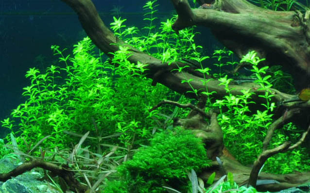 Tropica - Hemianthus micranthemoides - Quirlblättriges Perlenkraut - in Vitro