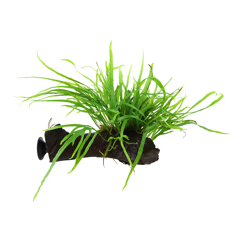 Microsorum pteropus 'Trident' - Trident-Javafarn - auf Wurzel mit Sauger Microsorum pteropus 'Trident' - Trident-Javafarn - auf Wurzel mit Sauger