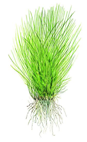 Tropica - Eleocharis acicularis - Nadelsims - in Vitro Tropica - Eleocharis acicularis - Nadelsims - in Vitro