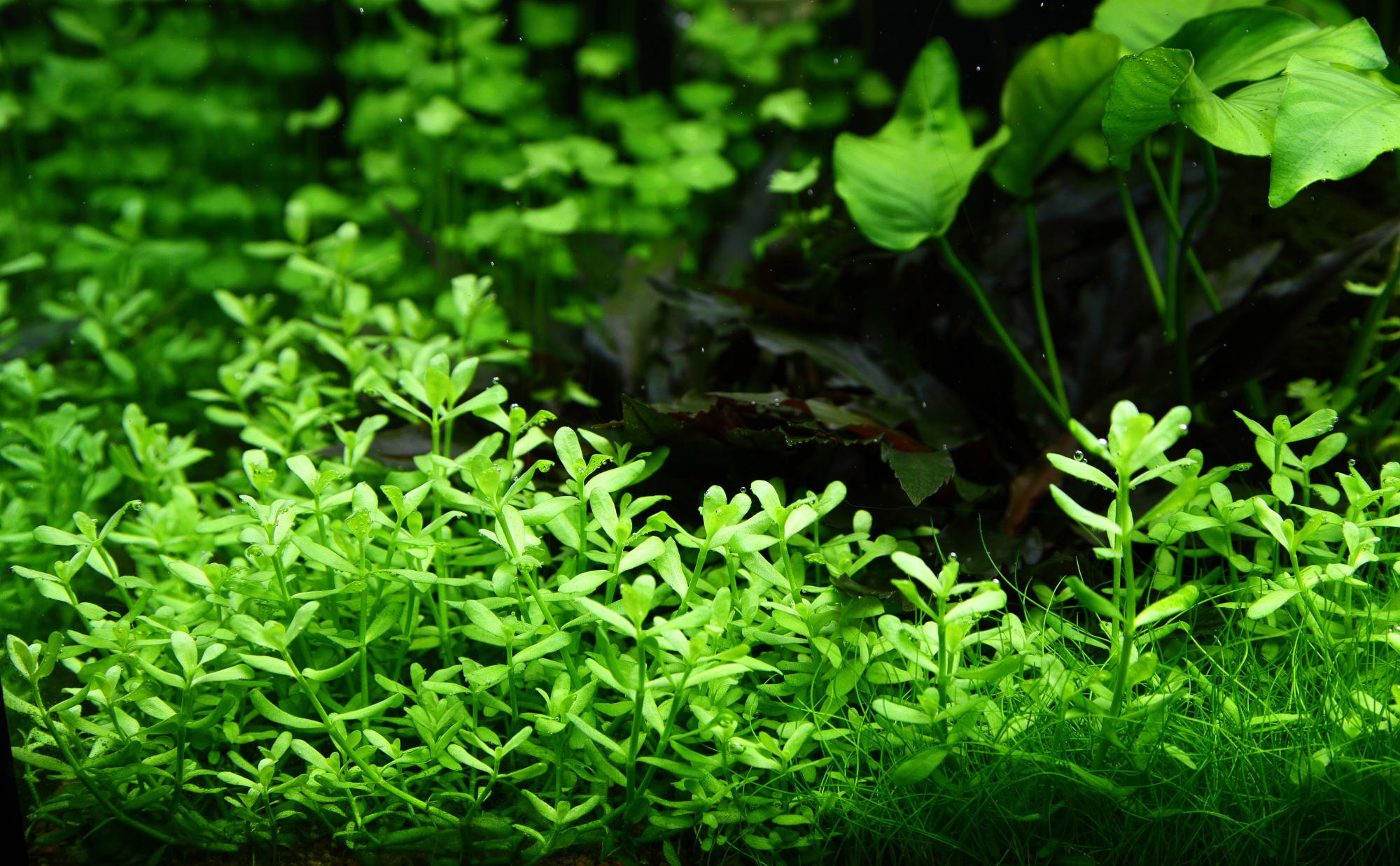 Bacopa monnieri 'Compact' - Kleines Fettblatt, kompakt - Topf in Einzelverpackung Bacopa monnieri 'Compact' - Kleines Fettblatt, kompakt - Topf in Einzelverpackung