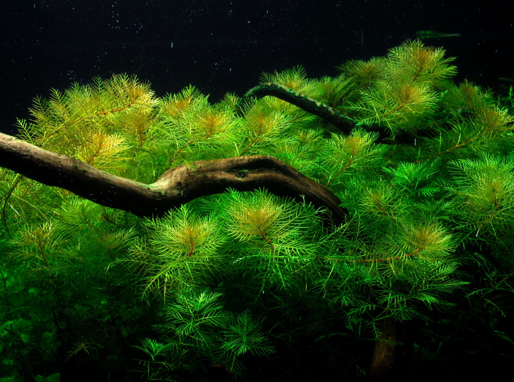 Tropica - Myriophyllum mattogrossense - Mato-Grosso-Tausendblatt - im Topf