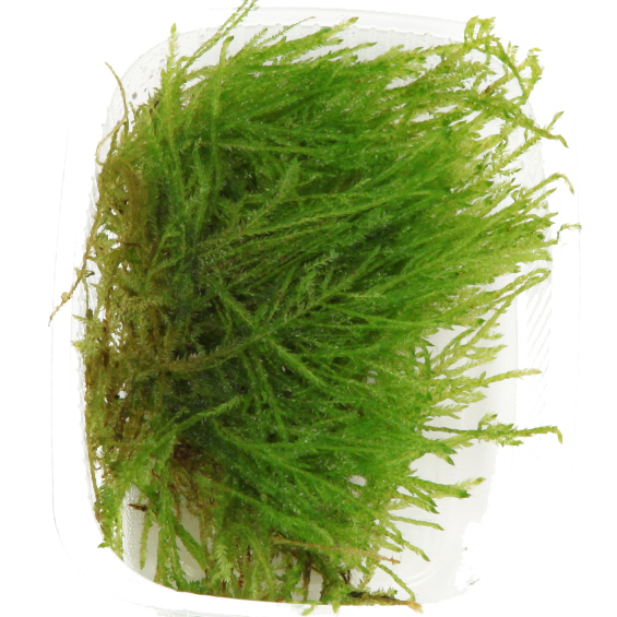 Taxiphyllum 'Spiky' - Spiky Moos - Portion