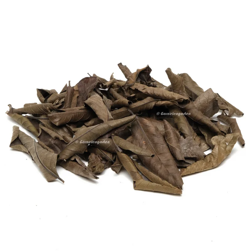Black Guaveblätter 10 Stück Black Guaveblätter 10 Stück