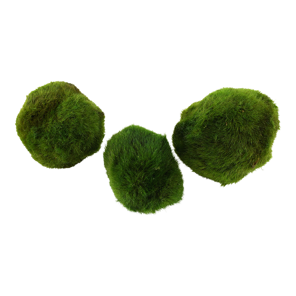 Aegagropila linnaei - 3 Mooskugeln im Blister - Marimo Aegagropila linnaei - 3 Mooskugeln im Blister - Marimo