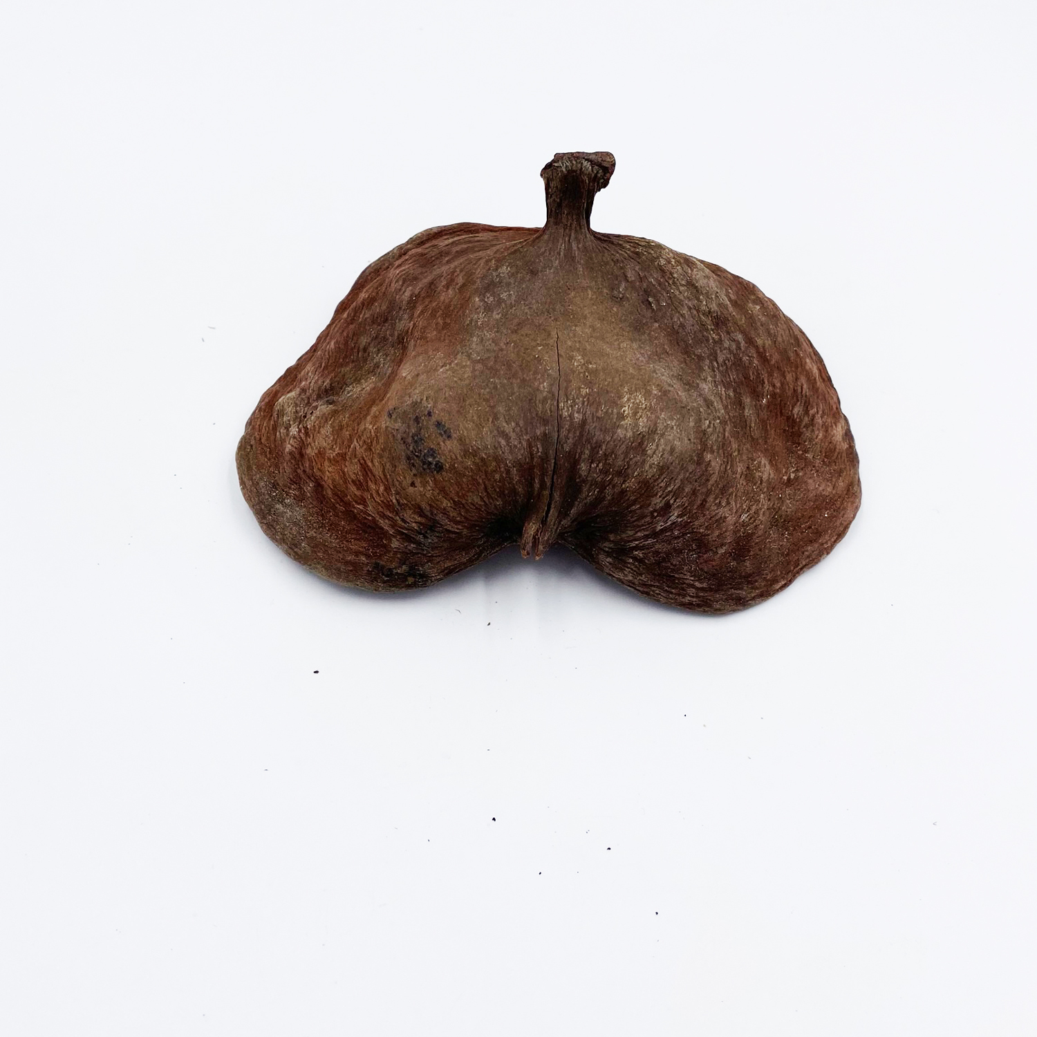 Badam Schote - Sterculia foetida