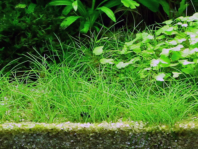 Tropica - Eleocharis acicularis - Nadelsims - in Vitro Tropica - Eleocharis acicularis - Nadelsims - in Vitro