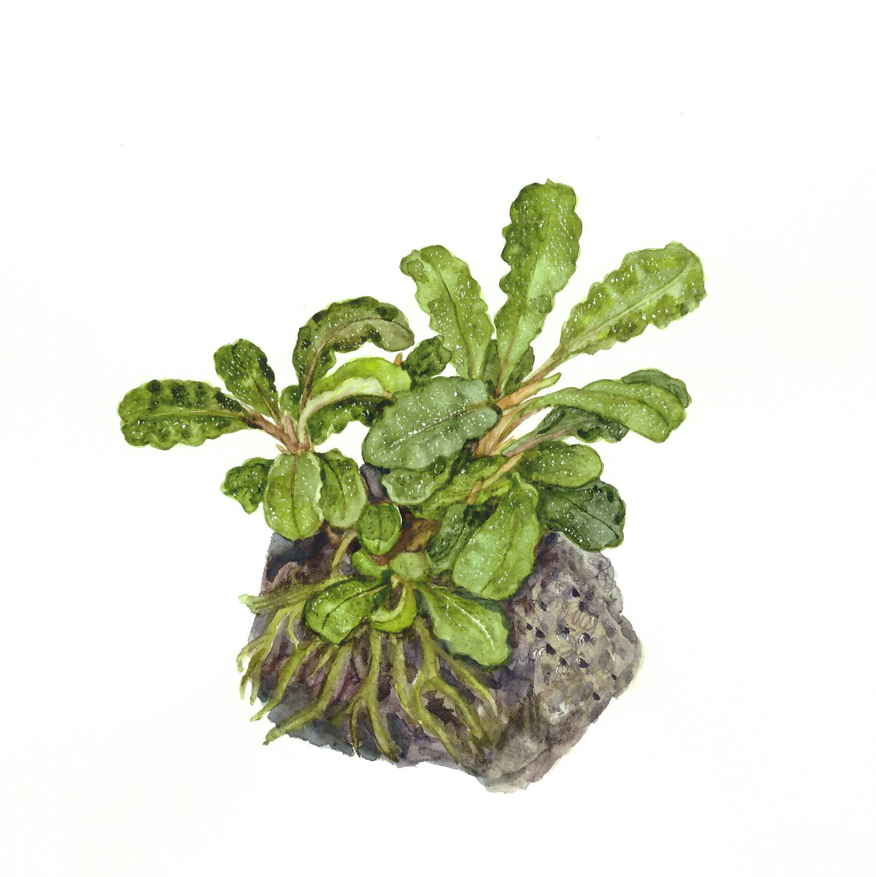 Bucephalandra pygmaea 'Wavy Green' - Wavy Leaf - auf Lavastein Bucephalandra pygmaea 'Wavy Green' - Wavy Leaf - auf Lavastein