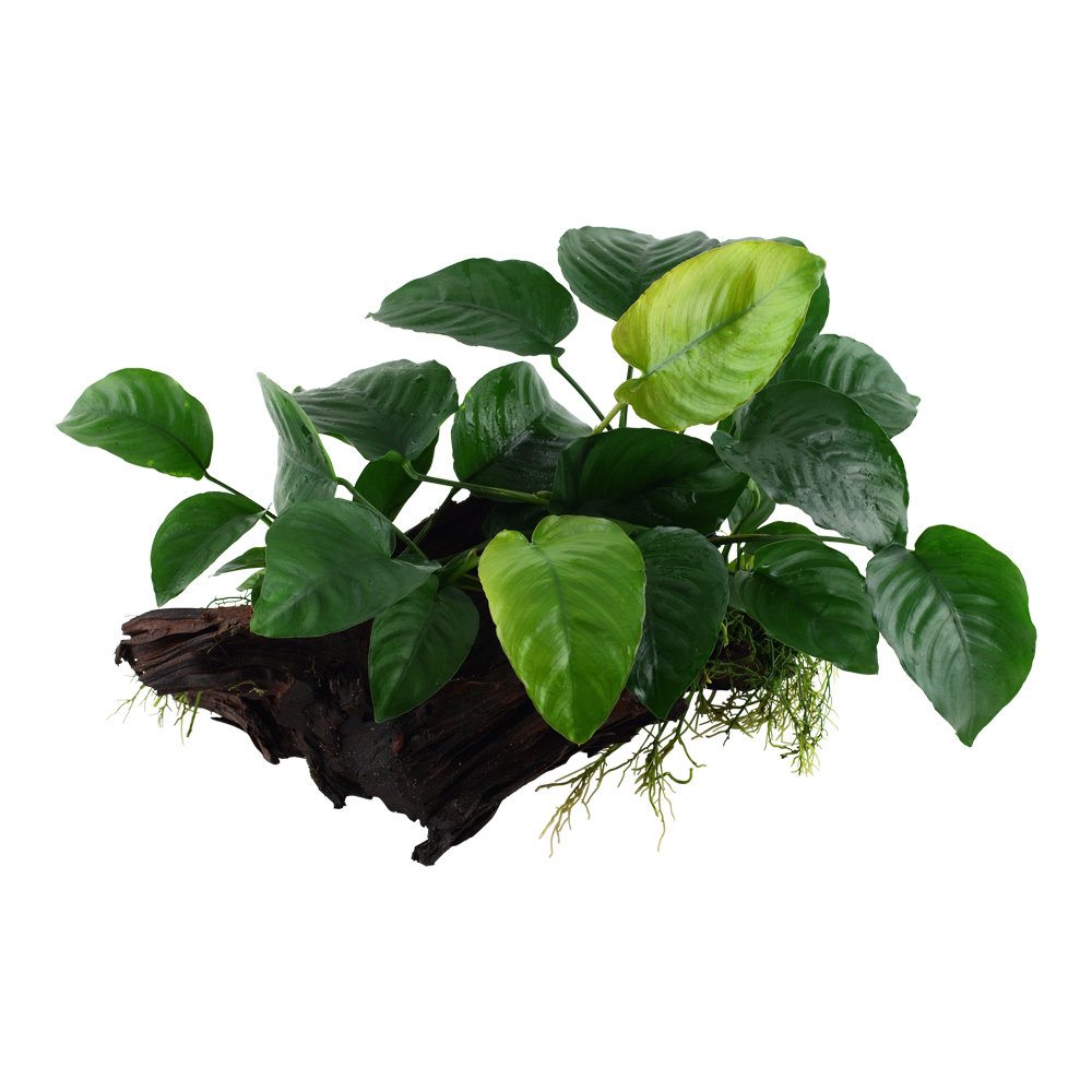 Anubias barteri sp. - Speerblatt - auf Wurzel XL Anubias barteri sp. - Speerblatt - auf Wurzel XL