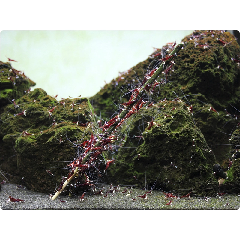 GlasGarten Shrimp Lollies 4 in1 Power Algae 8 St GlasGarten Shrimp Lollies 4 in1 Power Algae 8 St