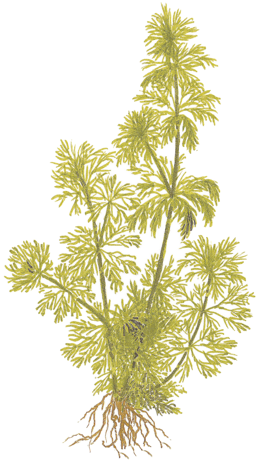 Limnophila sessiliflora - kleine Ambulia -  im Topf
