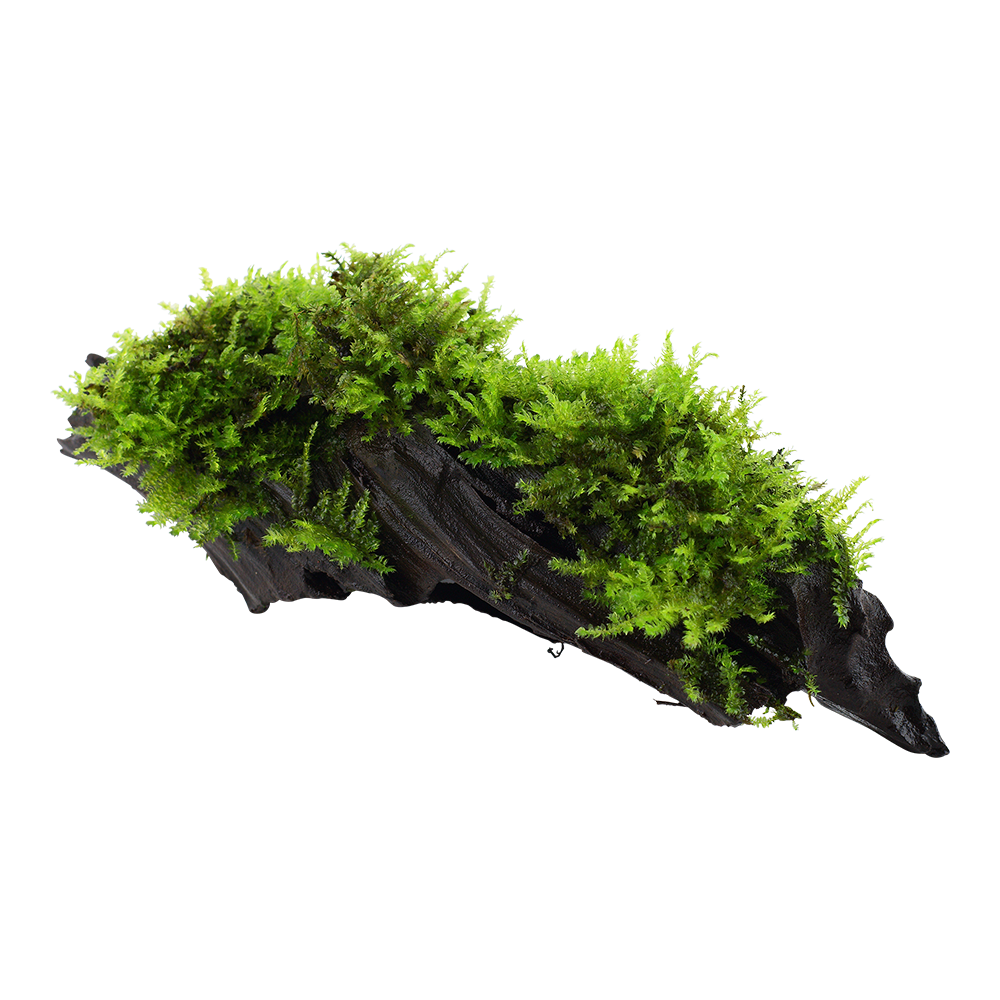 Vesicularia montagnei 'Christmas Moss' - auf Wurzel Vesicularia montagnei 'Christmas Moss' - auf Wurzel