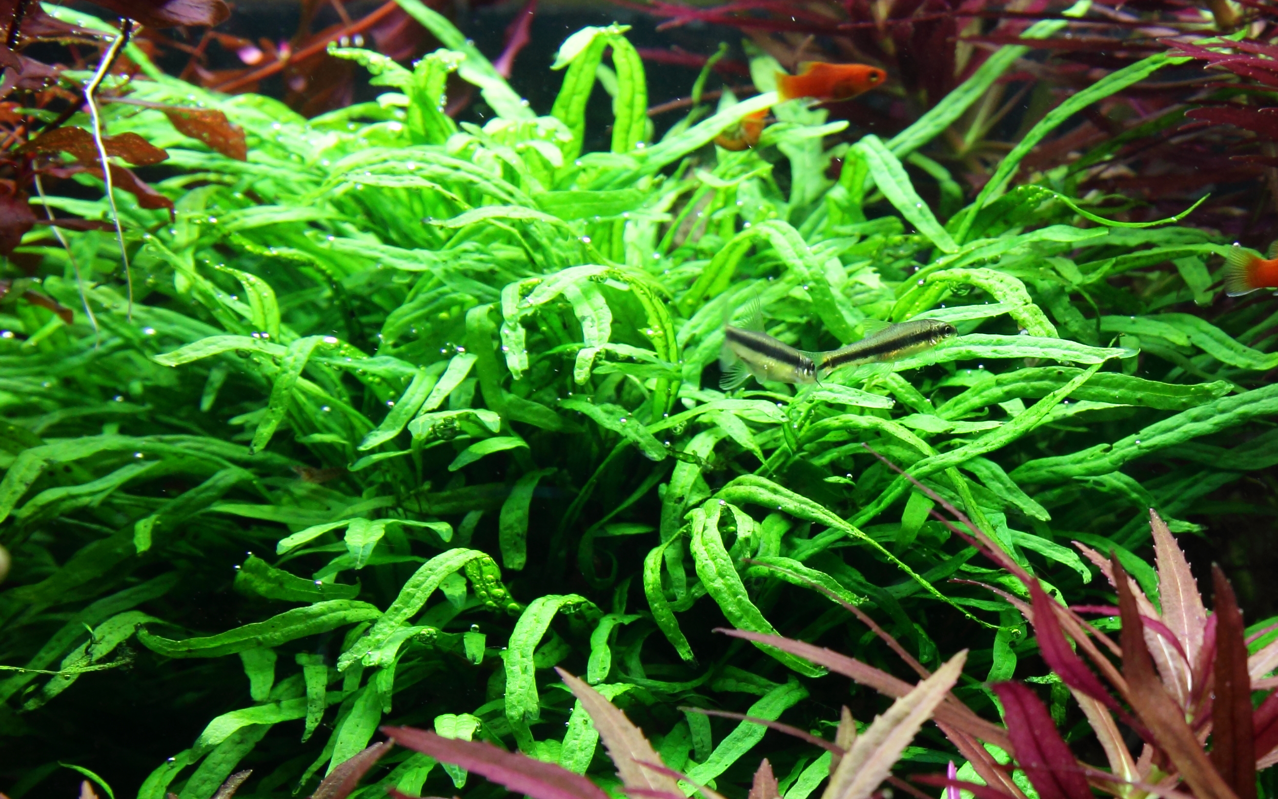 Microsorum pteropus 'Trident' - Trident-Javafarn - auf Wurzel