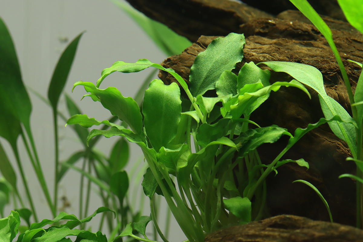 Tropica Schismatoglottis prietoi - In-Vitro - 1-2-Grow! Tropica Schismatoglottis prietoi - In-Vitro - 1-2-Grow!