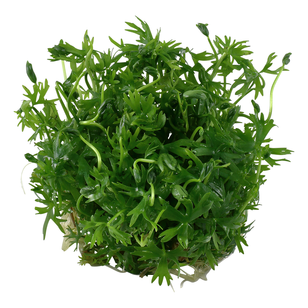 Ranunculus inundatus - Großer Fluss Hahnenfuß - in Vitro Ranunculus inundatus - Großer Fluss Hahnenfuß - in Vitro