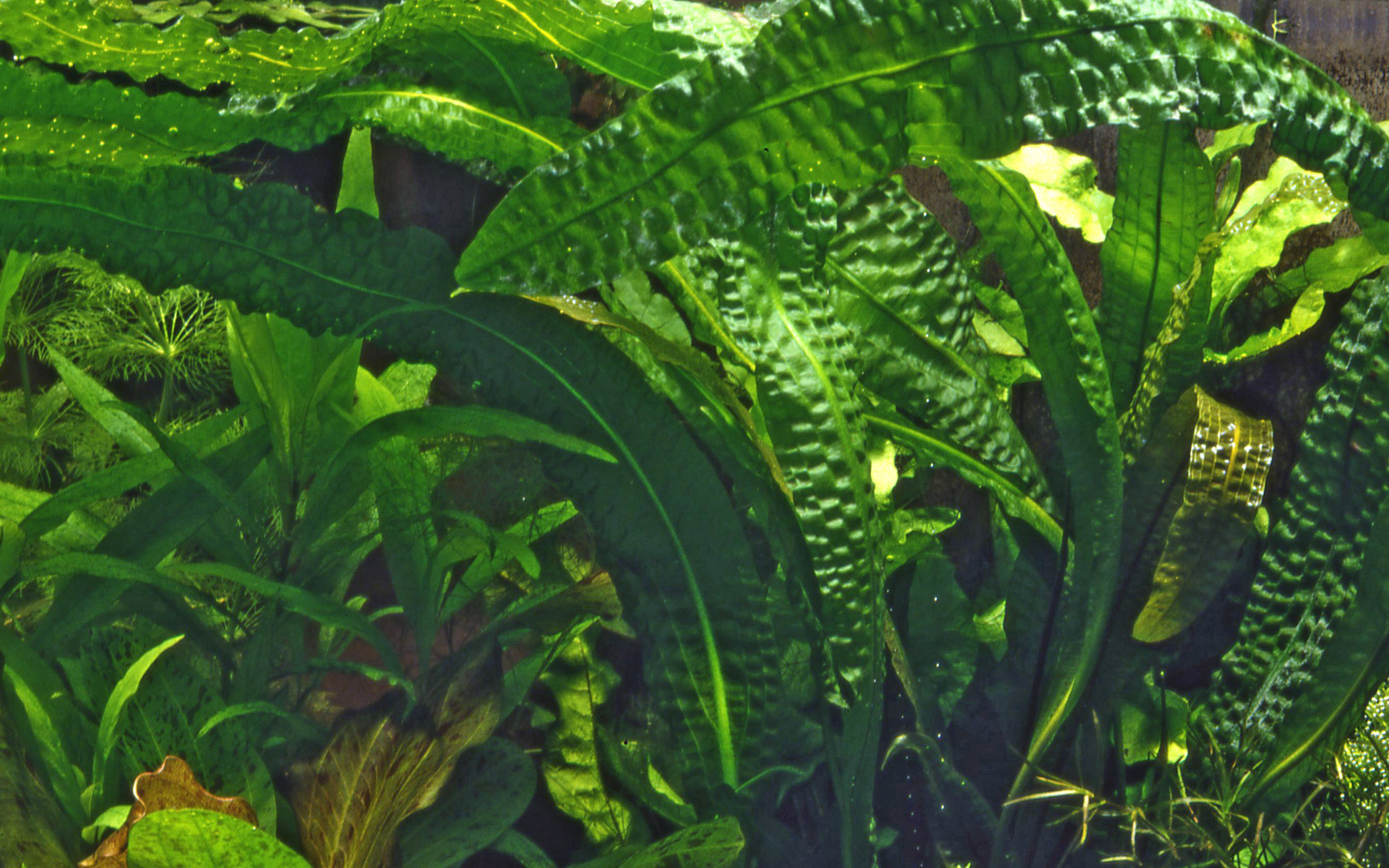 Tropica - Aponogeton boivinianus - Boivins Wasserähre - Knolle Tropica - Aponogeton boivinianus - Boivins Wasserähre - Knolle