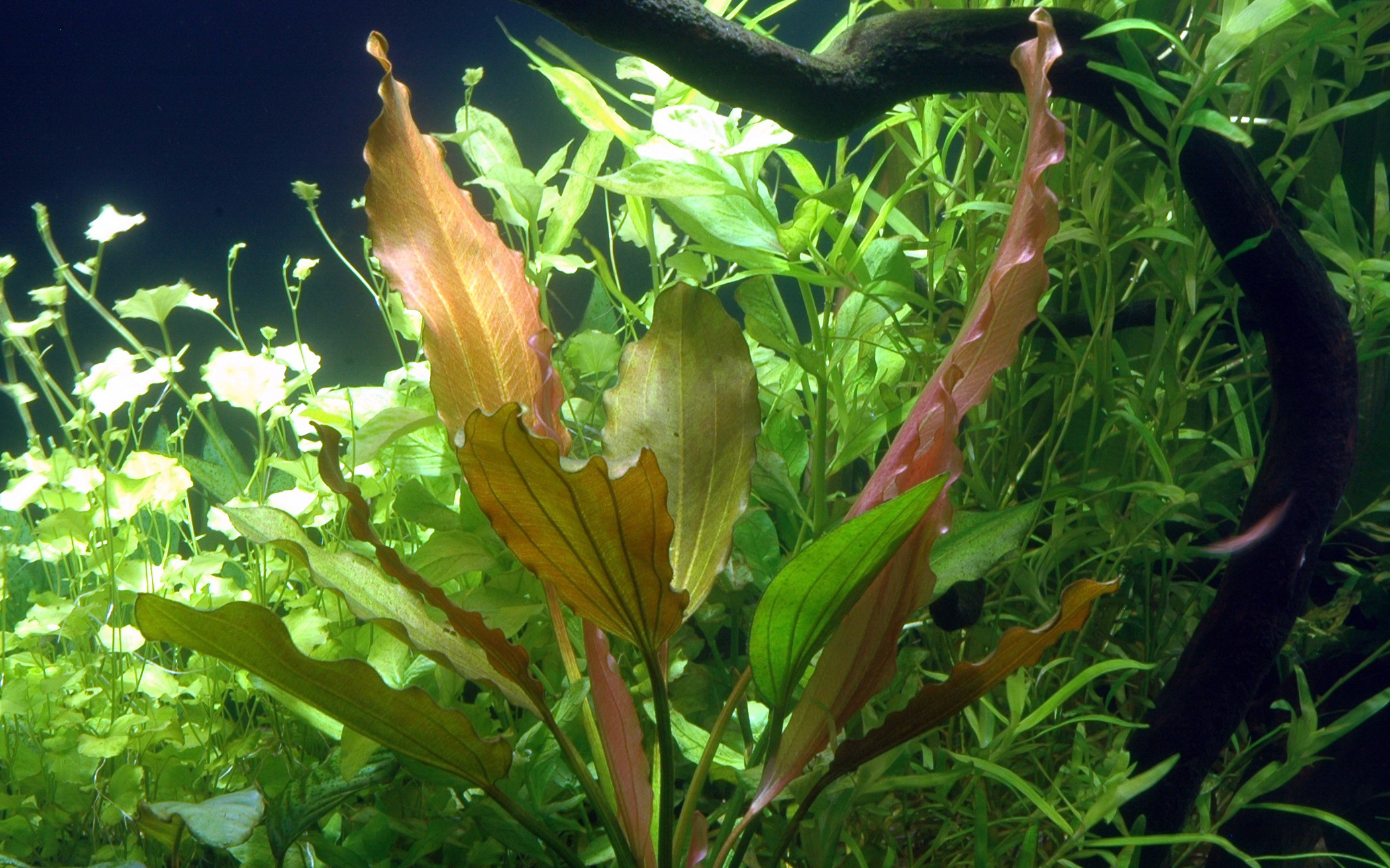 Echinodorus 'Rosé' - Rosé-Schwertpflanze - im Topf Echinodorus 'Rosé' - Rosé-Schwertpflanze - im Topf